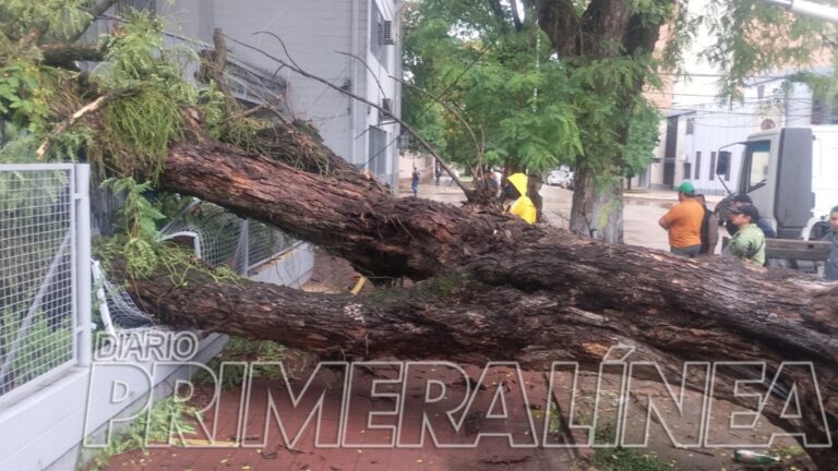 La tormenta derribó un árbol y cayó sobre una escuela del centro de Resistencia